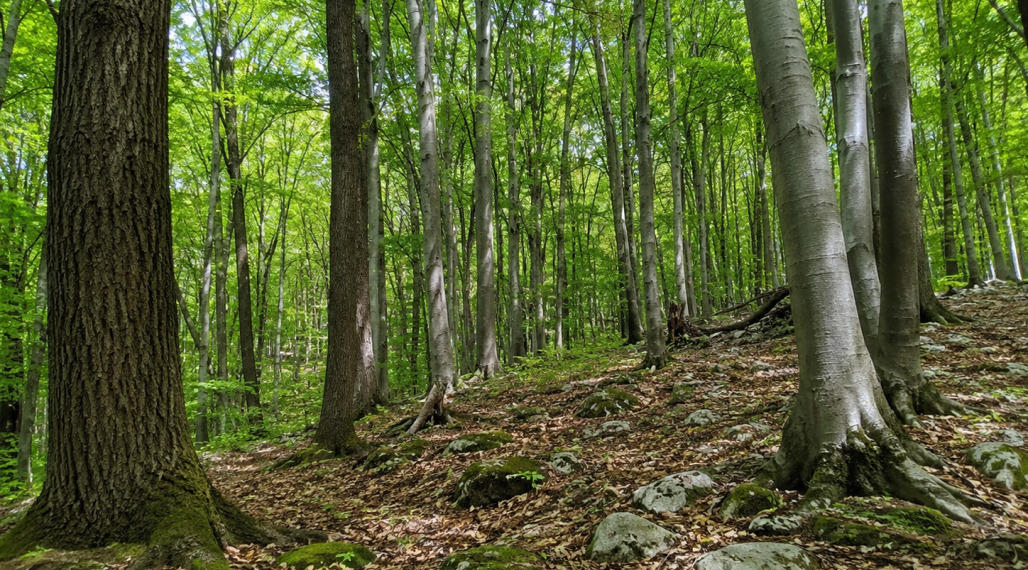 Predaj lesných pozemkov - Slovenský kras