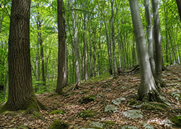 Predaj lesných pozemkov - Slovenský kras