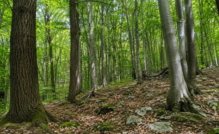 Predaj lesných pozemkov - Slovenský kras