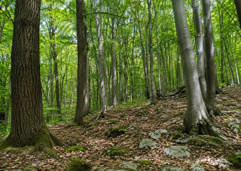 Predaj lesných pozemkov - Slovenský kras